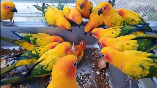 sunconure funny playing (썬코뉴어앵…