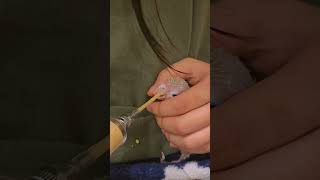 Shake your head^^ ~ #birds #pa…