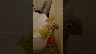 escape attempt #birds #parrot …