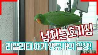 앵무새 와 동거 / 정말 평범하지만 아주 사랑스런 일상…