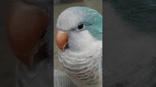 블루퀘이커앵무새 순도리 얌전빼고 앉아있네요ㅎㅎ