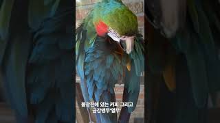 커피 그리고 카페  있는 열매 앵무새