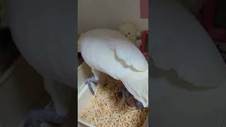 블루아이드 코카투와 한스 마카우