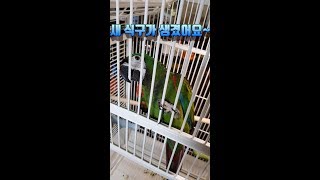 (체스넛마카우)새 식구가  왔어요~ 우디라 해요~