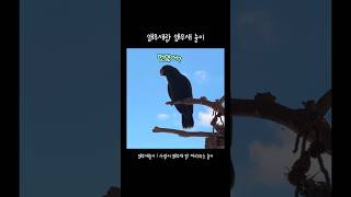 [지구] 앵무새랑 앵무새 놀이 하다가 생긴 일 / 칭찬…