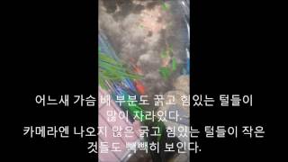 self injury Eclectus parrot therapy course 자해하는 뉴기니아앵무새 치료과정 43