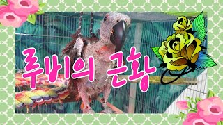 PBFD 루비근황 입니다 [연구대상앵무새똘이]