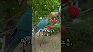 앵무새 산책시킬때 과일간식 먹이기 #parrot #동물…