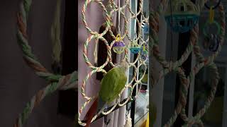 소망이(코뉴어)