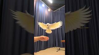 부르면 날아오는 앵무새(엄브렐라 코카투 슬로우 모션) #마술공연 #제주마술 #봄이.shorts