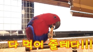 고양이와 사는 앵무새, 귀여운 뉴기니아앵무새 빨강이의 식탐..Parrots living with cats, cute New Guinea Parrot Red's gluttony