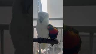 앵무새 하나는 치대고. 다른 앵무새 하나는 무덤덤 ㅋㅋ…