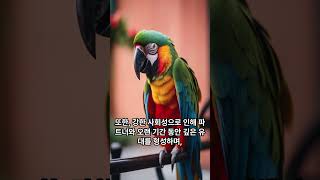 금강앵무새 #shorts