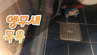 목욕하는 앵무새