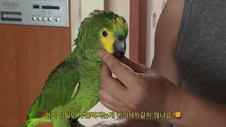 [vlog 아니고B-log] 애교쟁이와 장난꾸러기를 넘…