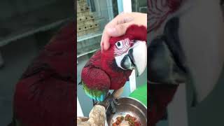 진영 앵무새 마을 앵무새 카페 정말 순한 홍금강 앵무새