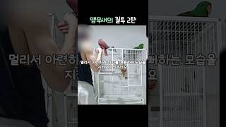 앵무새의 질투 2탄          #뉴기니아#앵무새#뉴기니아앵무새 #eclectus #parrot #eclectusparrot #birds #반려동물 #shorts #ekkie