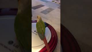 소망이 친구는 청소로봇 ㅎㅎ(코뉴어)