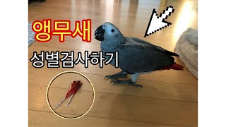 [총 정리편] 앵무새 성별검사, 방법부터 과정까지!! :: 회색앵무 무무의 마이펫진 첫 성별검사