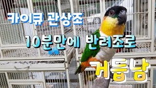 관상조 카이큐 10분만에 핸들링 적응