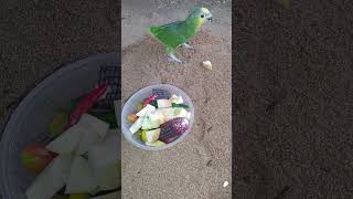 발정이온 울 아마존C