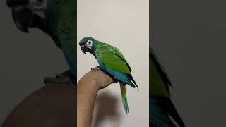 Chestnut-fronted macaw/Pets Land Tamil