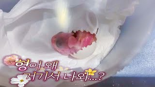 앵무새 부화?이런거 봤어?#1파각