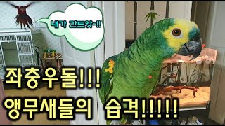 좌충우돌!!앵무새들의 습격!!