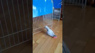 [앵무새] 다롱 - 일단 뒤로 가면서 이야기하자