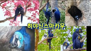 히야신스마카우 hyacinth macaw