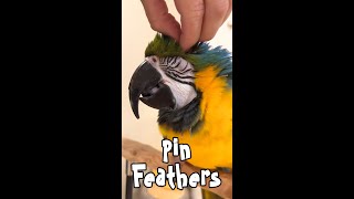 Rachel, the Macaw Is Molting