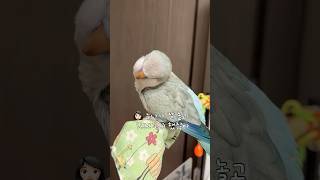 잘 논다고는 안했꾸...!! #퀘이커앵무송꾸꾸