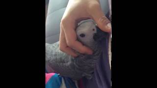 순둥이 회색앵무