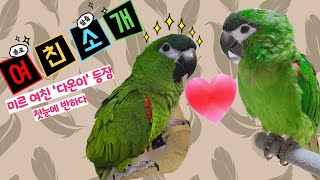 한스마카우 미르 여친 '다온'이를 소개합니다