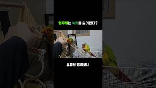 앵무새는 녹차를 싫어한다? #parrot #앵무새 #코…
