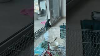 퀘이커 앵무새 소음  #birds