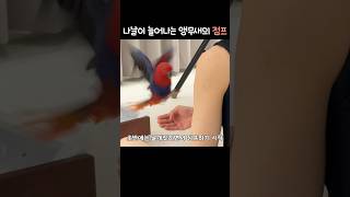 나날이 늘어나는 앵무새의 점프!             #뉴기니아#앵무새#뉴기니아앵무새#eclectus #eclectusparrot #parrot#bird#shorts
