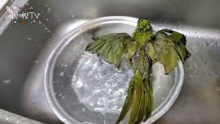 한스마카우 목욕 슬로우모션