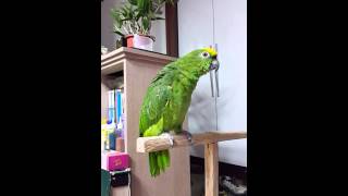 노래 부르는 아마존 앵무새 singing amazone…