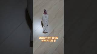 닭둘기 돼지앵 #갈라코카투 #앵무새 #birds #parrot