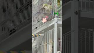 퀘이커 소음엄마 고막좀 지켜줘 !!! #루티노퀘이커 #birds