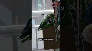 [모란앵무, 한스마카우] 애긔 두루 머리 쓰담 중인 할배 #모란앵무 #한스마카우 #앵무새 #반려동물 #animal #parrot #lovebird #hansmacaw #모라노다정해