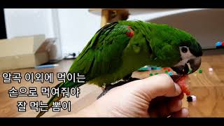 공서연(앵무새)한스마카우.뽐이.식사.앵무새 사회성.20…