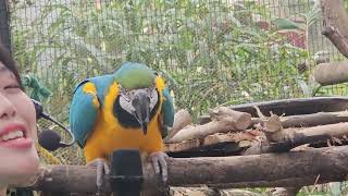 청금강앵무 고돌이의 말해봐입니다