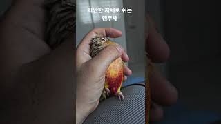 희안한 자세로 쉬는 앵무새 #parrot #birds …