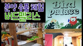 버드펠리스(앵무새 분양 체험  최대 앵무새용품점) 둘러…