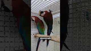 #beautiful Green wing macaw pair #birds #nature #parrot
