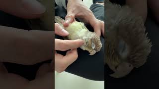 열무 고객님. 마사지가 편하신가요?ㅎㅎ #birds #…