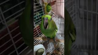 Mango The Sun Conure and Jimbo…