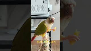 #파스타 먹방 #코뉴어 #앵무새먹방